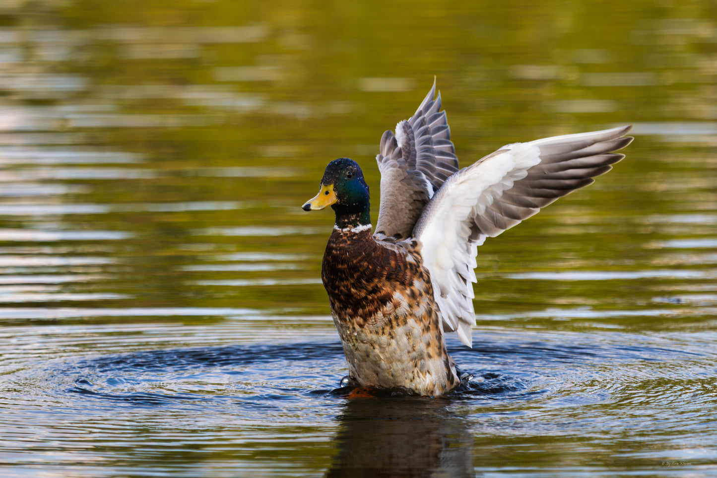 Duck