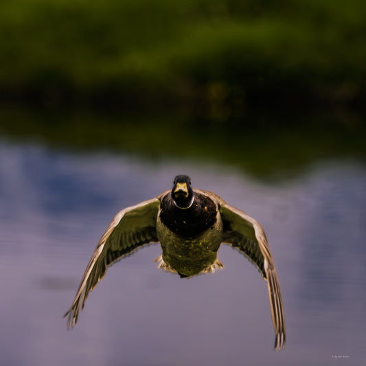 Duck 2