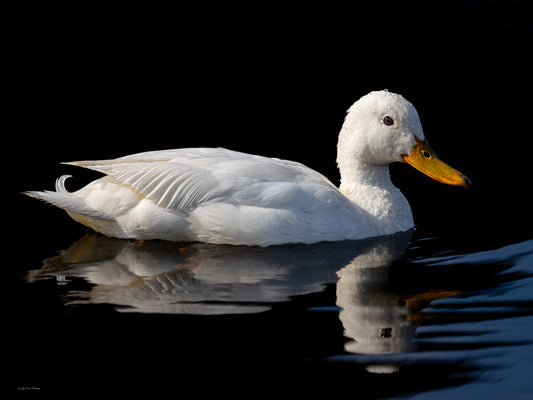 White duck 2