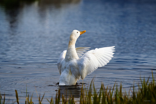 White duck